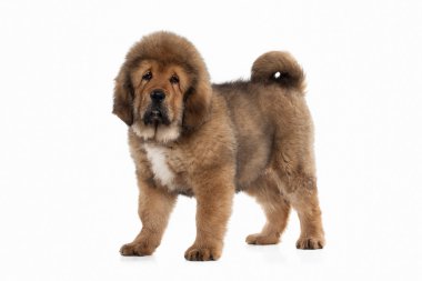 Köpek. Beyaz arka plan üzerinde Tibetli mastiff köpek yavrusu