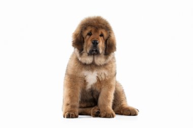 Köpek. Beyaz arka plan üzerinde Tibetli mastiff köpek yavrusu