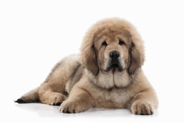 Köpek. Beyaz arka plan üzerinde Tibetli mastiff köpek yavrusu