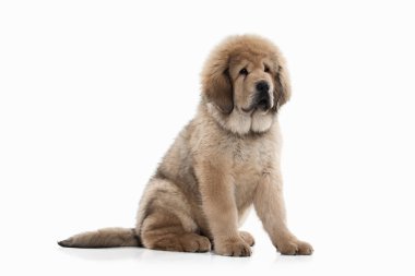 Köpek. Beyaz arka plan üzerinde Tibetli mastiff köpek yavrusu