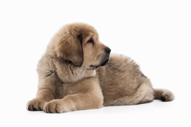 Köpek. Beyaz arka plan üzerinde Tibetli mastiff köpek yavrusu