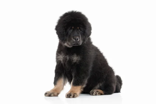 Hund. Tibetansk mastiff valp på vit bakgrund — Stockfoto