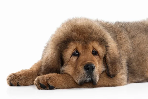 개입니다. 흰색 바탕에 티벳 마스 티 프 강아지 — 스톡 사진