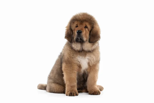 Hund. Tibetansk mastiff valp på vit bakgrund — Stockfoto