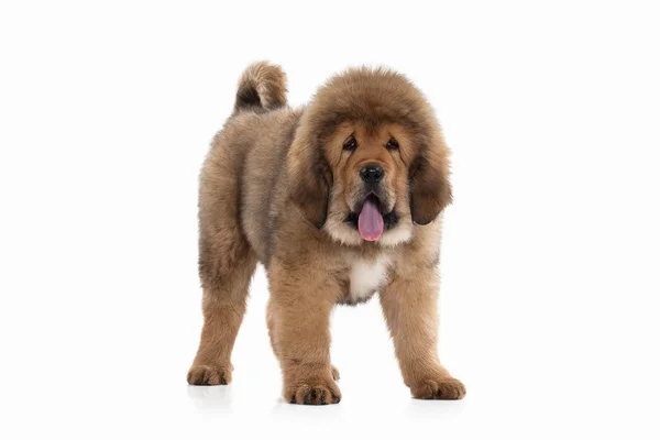 Hund. Tibetansk mastiff valp på vit bakgrund — Stockfoto