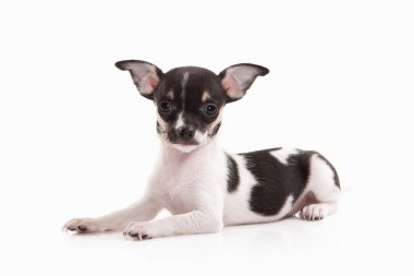 şirin chihuahua yavrusu