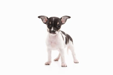 Köpek. Beyaz arka plan üzerinde Chihuahua köpek yavrusu