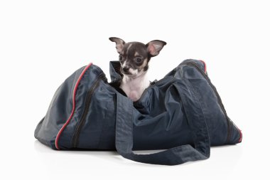 Köpek. Beyaz arka plan üzerinde Chihuahua köpek yavrusu