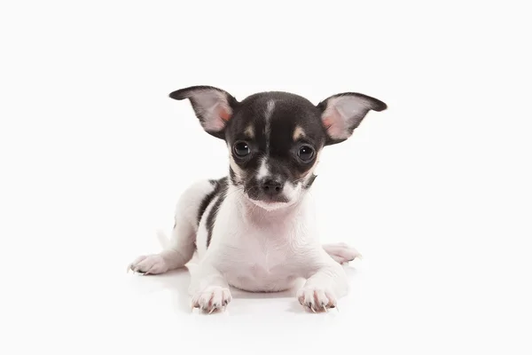 Pies. Szczeniak Chihuahua na białym tle — Zdjęcie stockowe
