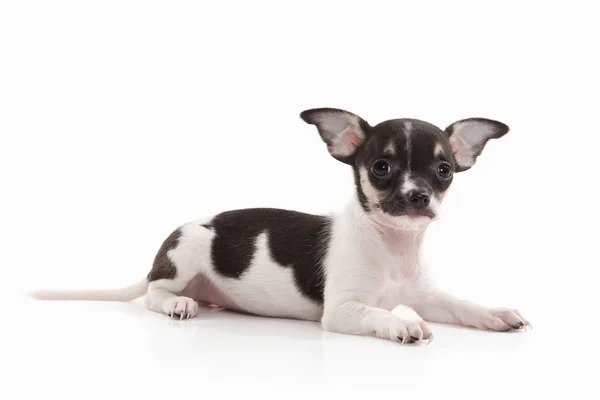 Cute Chihuahua puppy — Stock Photo, Image