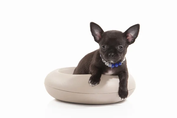 Dog. Chihuahua puppy on white background — Stock Photo, Image