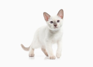 Cat. Thai kitten on white background clipart