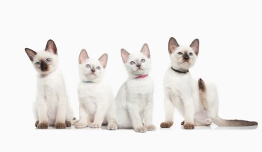 Kedi. Beyaz arka plan üzerinde çeşitli Tay yavru kedi