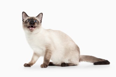Kedi. Beyaz arka plan üzerinde Tay yavru kedi