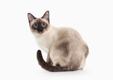 Kedi. Beyaz arka plan üzerinde Tay yavru kedi