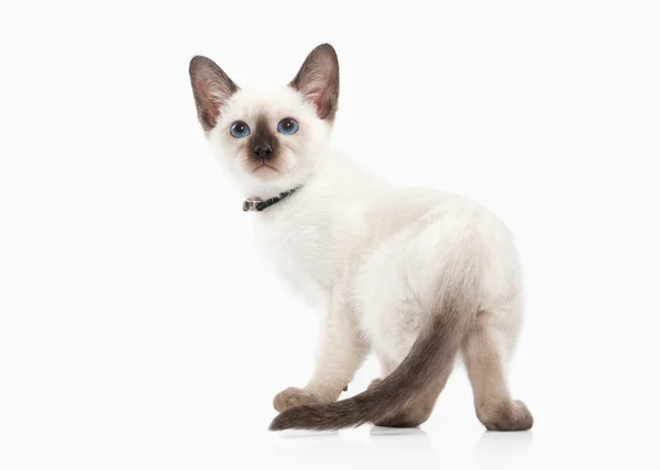 Siam Thai kitten — Stock Photo, Image