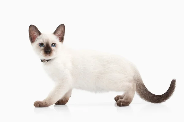 Siam Thai kitten — Stock Photo, Image