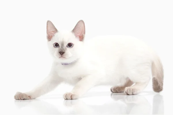 Siam gatito tailandés — Foto de Stock