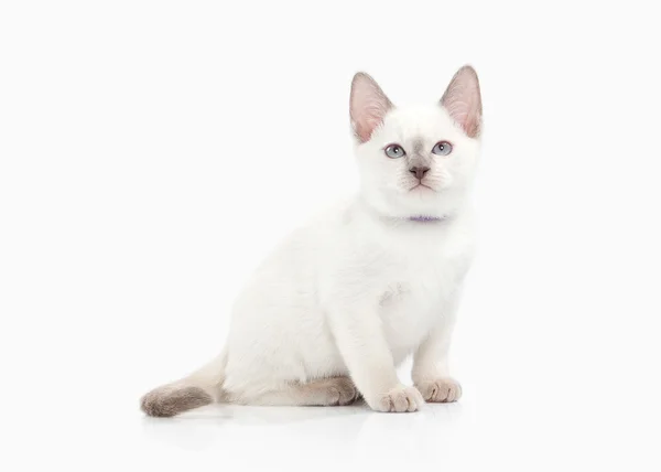 Siam gatito tailandés — Foto de Stock