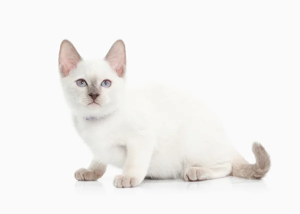 サイアム タイ子猫 — ストック写真