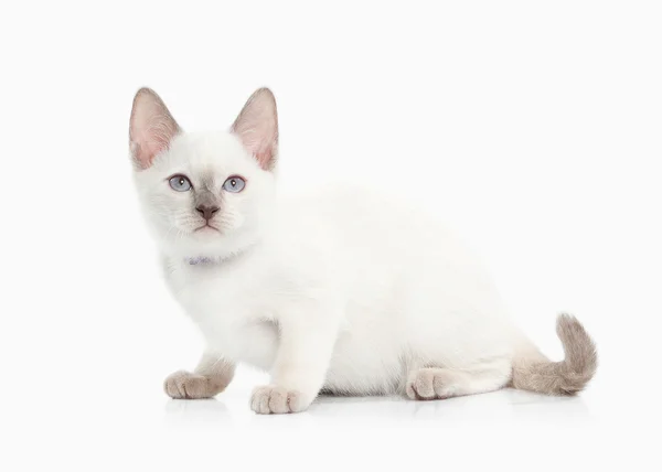 Siam gatito tailandés — Foto de Stock