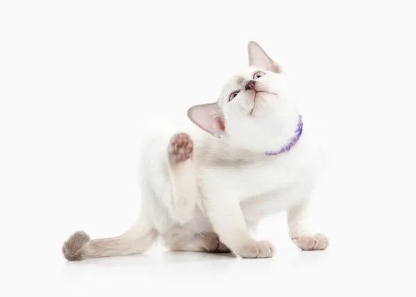 Siam Thai kitten — Stock Photo, Image