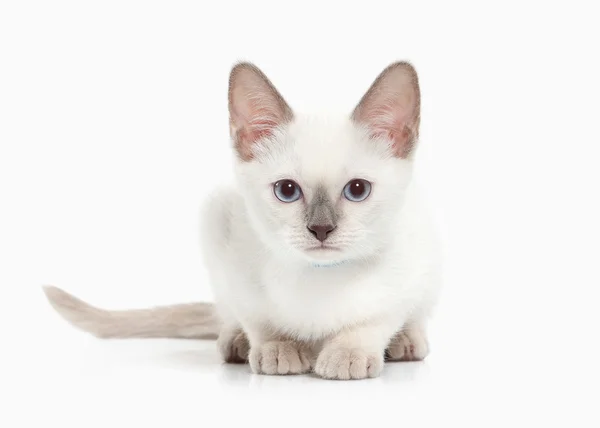 Siam gatito tailandés — Foto de Stock