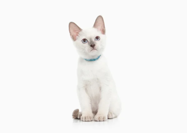 Siam Thai kitten — Stock Photo, Image