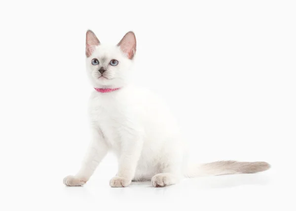 stock image Siam Thai kitten