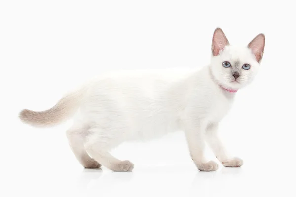 Siam Thaise kitten — Stockfoto