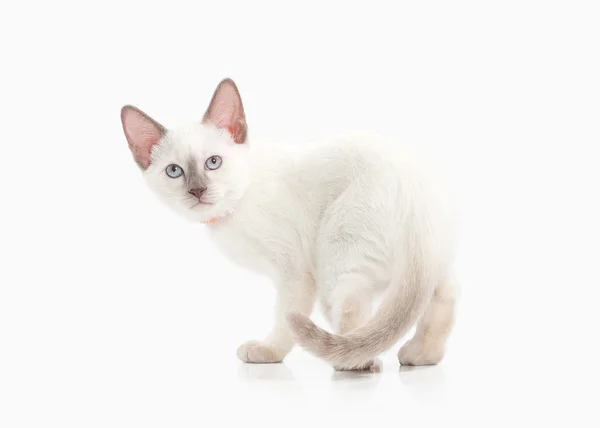 Siam Thai kitten — Stock Photo, Image