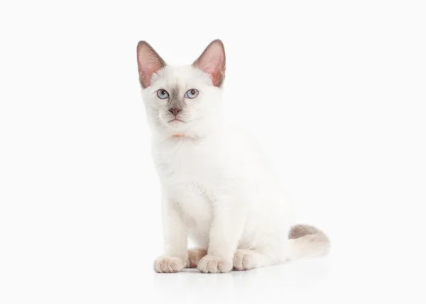 Siam Thai kitten — Stock Photo, Image