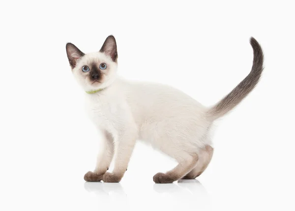 Cat. Thai kitten on white background — Stock Photo, Image