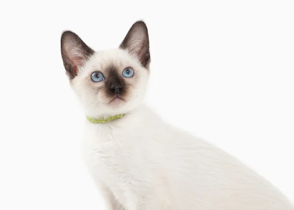 Cat. Thai kitten on white background — Stock Photo, Image