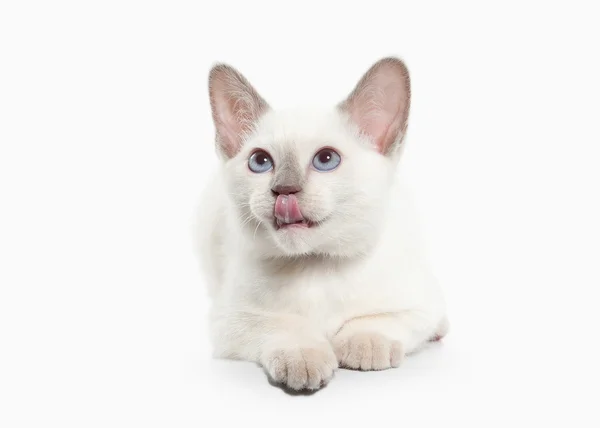 Siam gatito tailandés —  Fotos de Stock