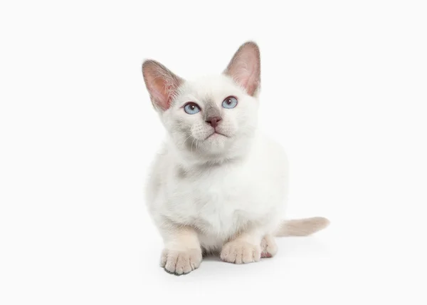 Siam gatito tailandés — Foto de Stock