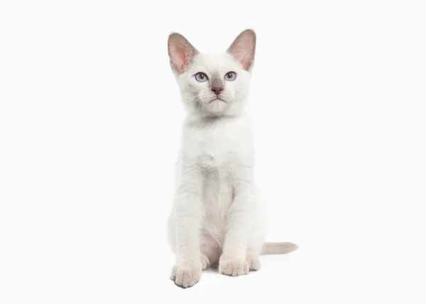 Sião gatinho tailandês — Fotografia de Stock