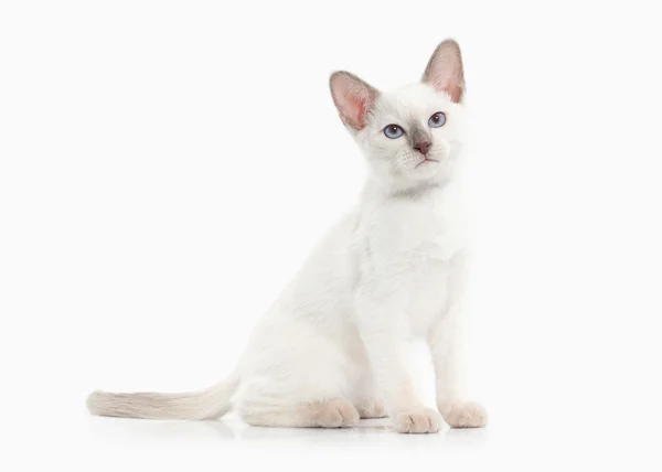 Un chat. chaton thaïlandais sur fond blanc — Photo