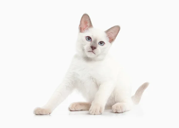 Siam Thai kitten — Stock Photo, Image