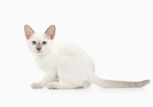 Кэт. Тайский котенок на белом фоне — стоковое фото