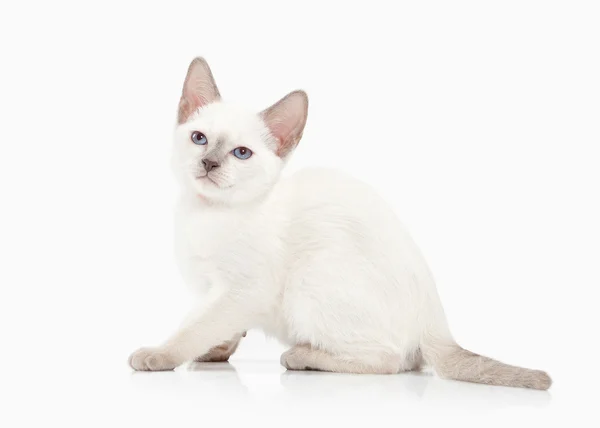 Siam Thai kitten — Stok Foto