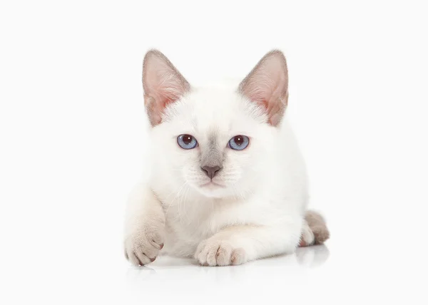 Gato. Gatinho tailandês no fundo branco — Fotografia de Stock