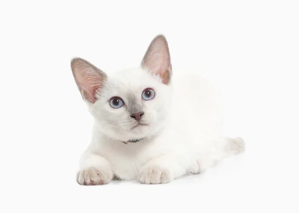 Katze. thai kitten auf weißem Hintergrund — Stockfoto