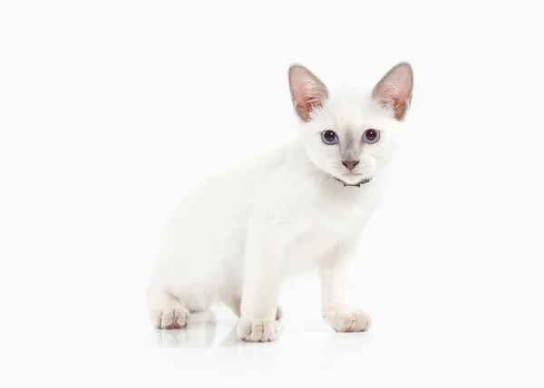 Siam Thai kitten — Stock Photo, Image