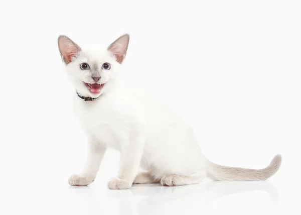 Un chat. chaton thaïlandais sur fond blanc — Photo