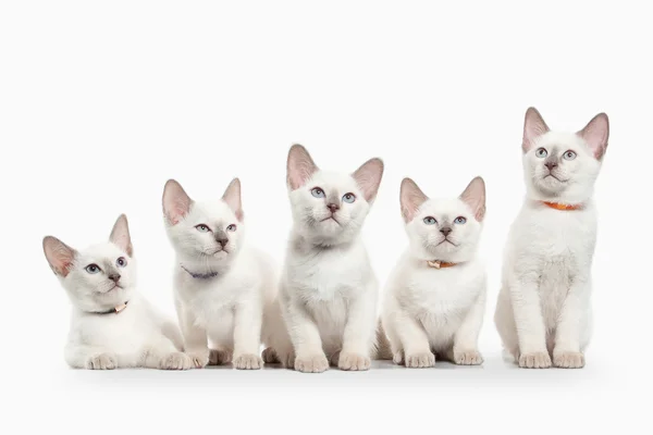 Gato. Vários gatinhos tailandeses no fundo branco — Fotografia de Stock