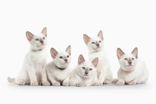 Vários gatinhos tailandeses — Fotografia de Stock