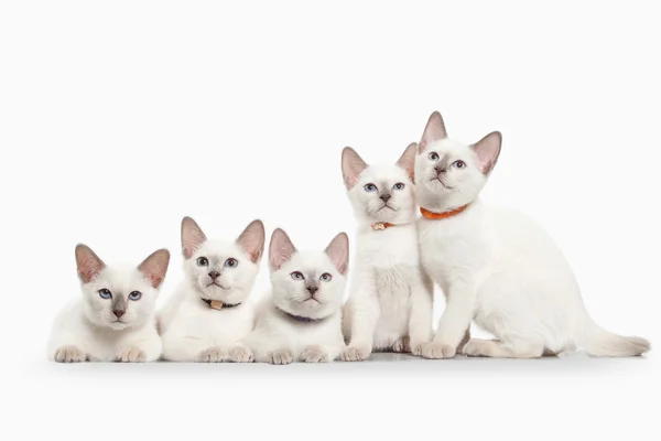 ¡Cat! Varios gatitos tailandeses sobre fondo blanco —  Fotos de Stock