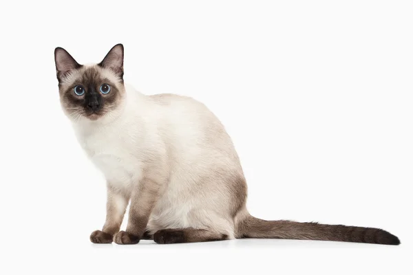 Cat. Thai kitten on white background — Stock Photo, Image