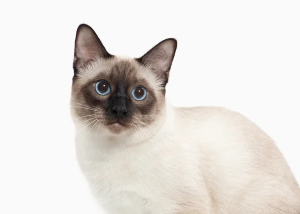 Cat. Thai kitten on white background — Stock Photo, Image